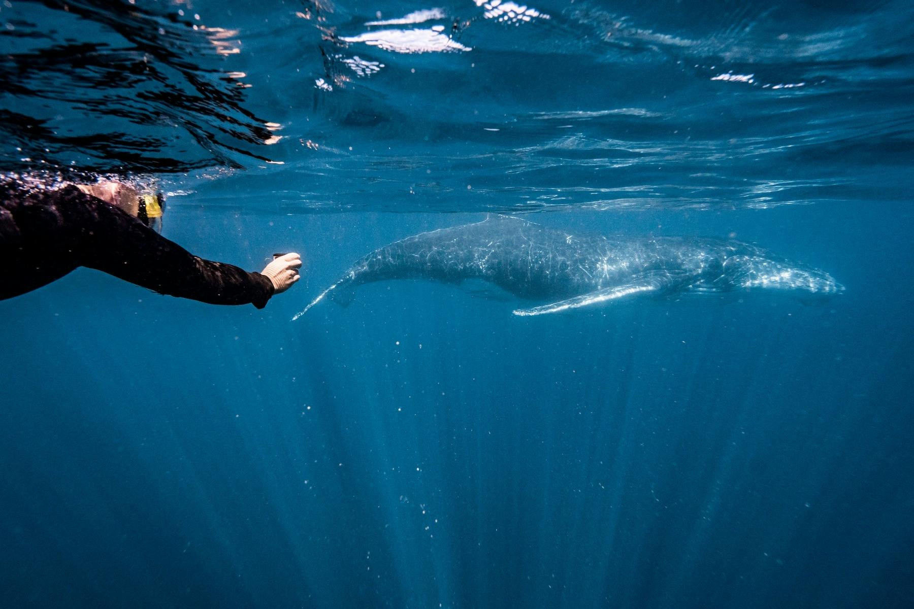 Guest interacting with a humpback whale under the water