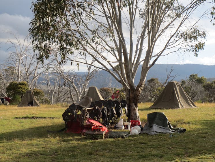 Safari - camp Kosciuszko National Park