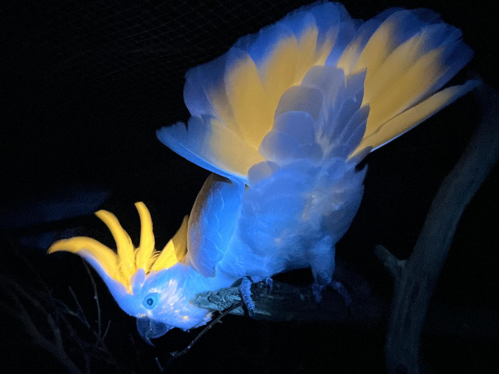 Cockatoo, at night, glowing brightly under UV light