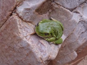 trek frog