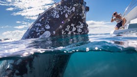 Whale Watching