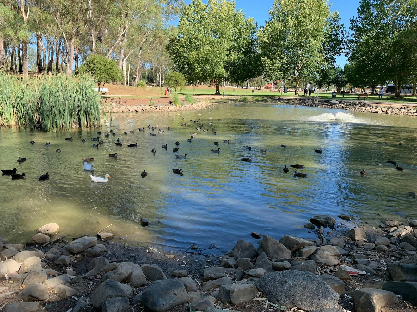 Water-filled lake with multiple ducks swimming