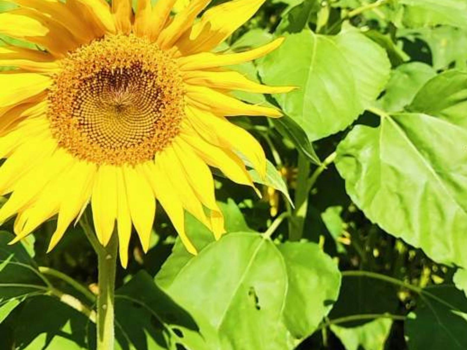 A yellow sunflower