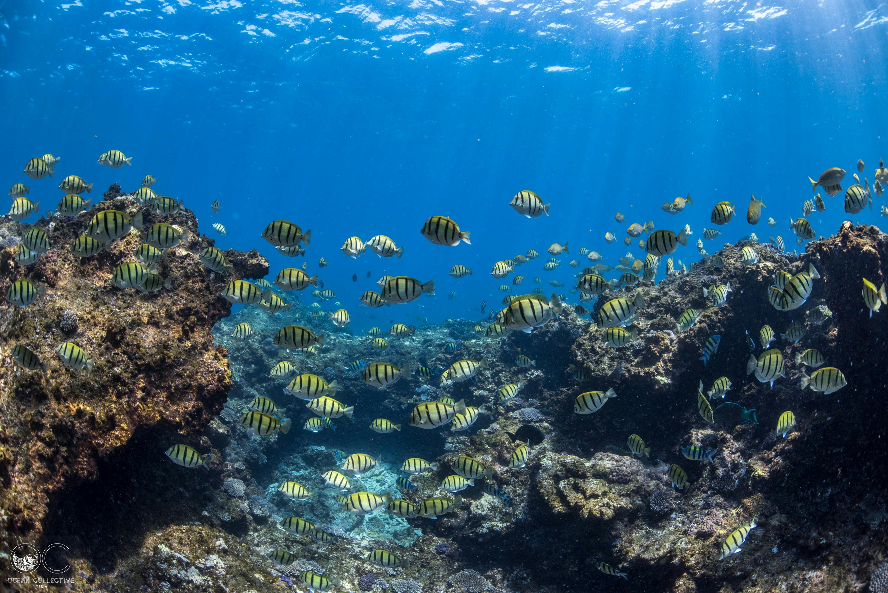 Reef