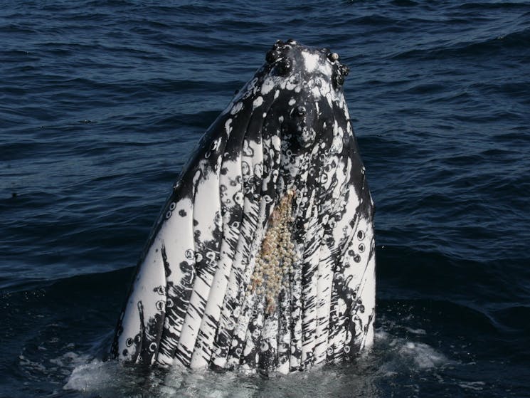 Humpback Whale Spy Hopping next to boat, Sydney, 2016