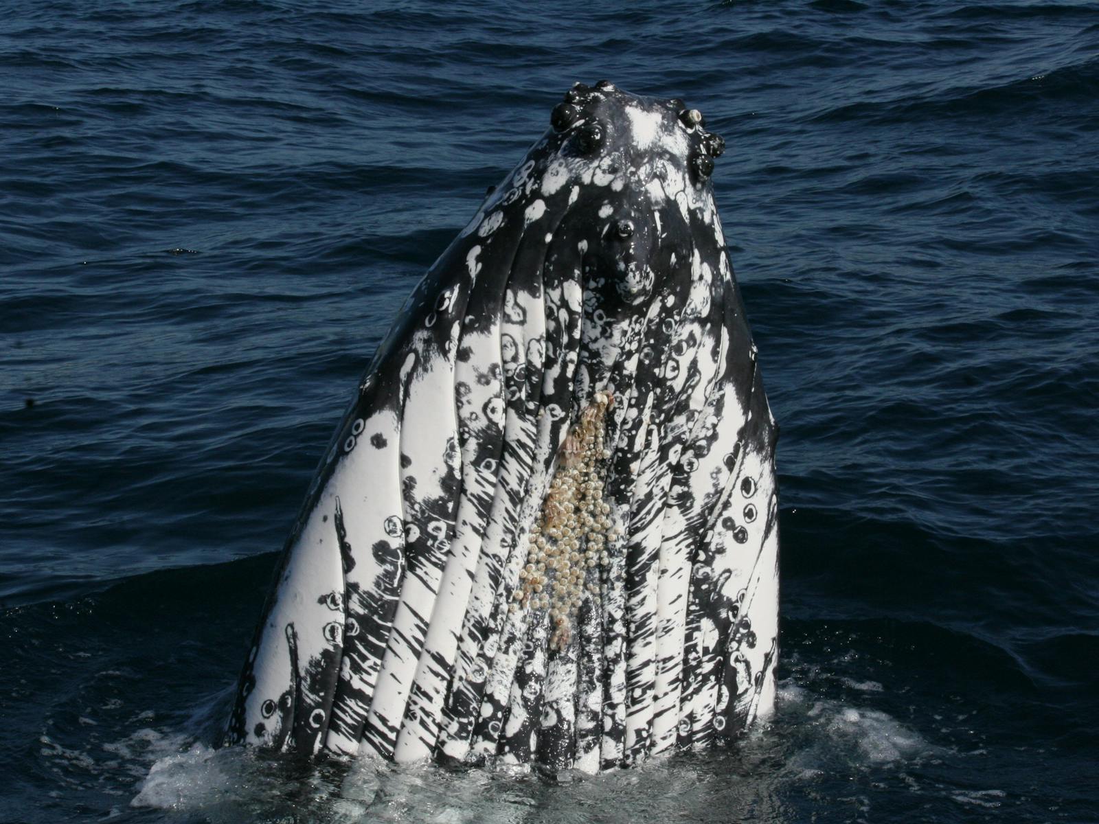 Humpback Whale Spy Hopping next to boat, Sydney, 2016