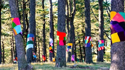 Tall tree trunks wrapped in multicoloured scarfs