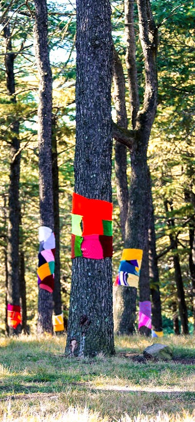 Tall tree trunks wrapped in multicoloured scarfs