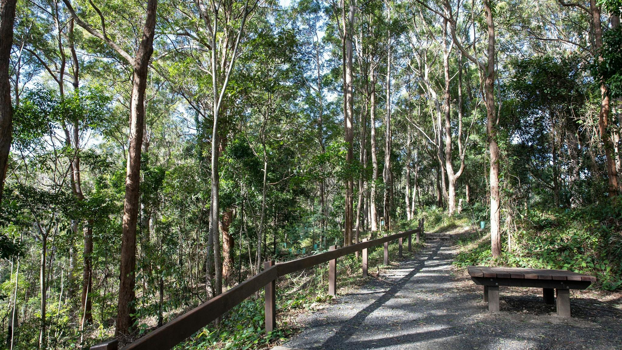 Bitumen pathway through the Australian forest.