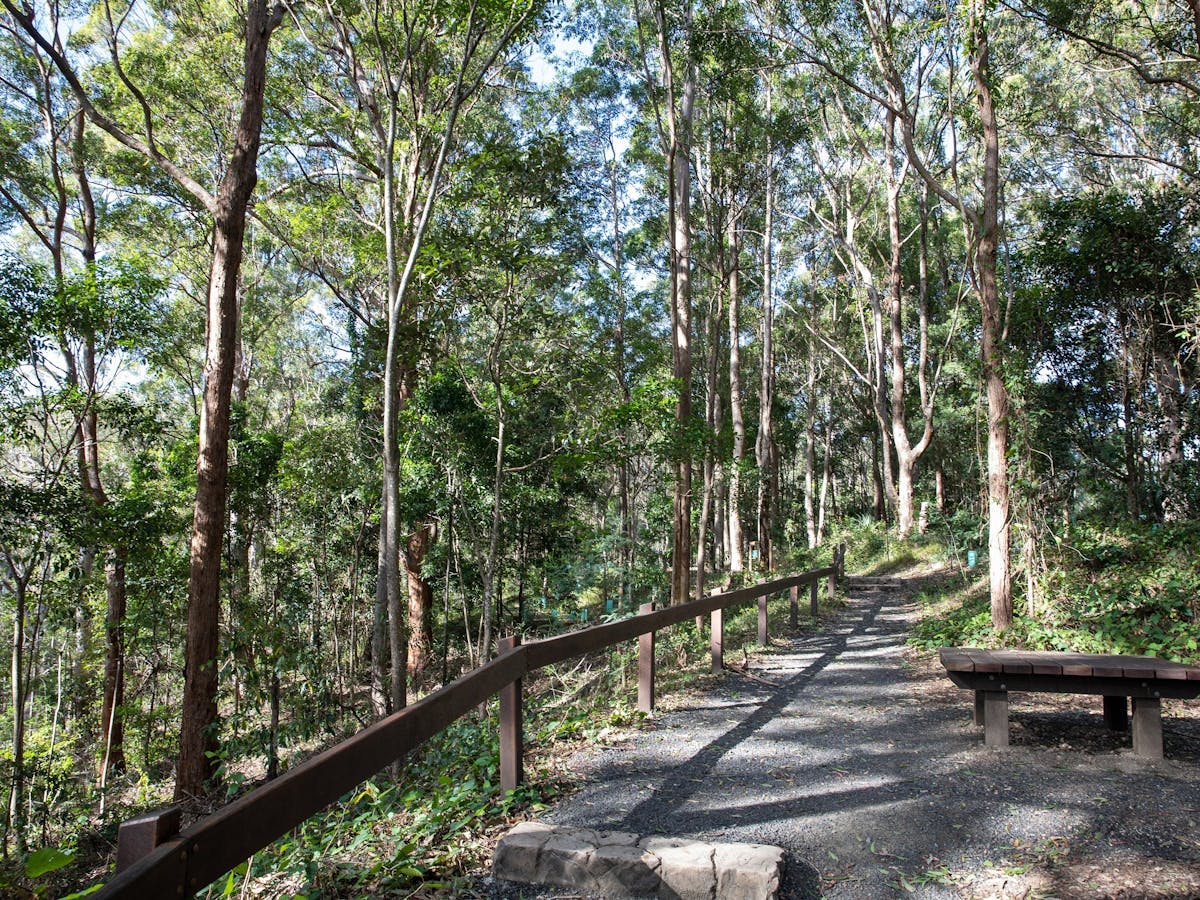 Bitumen pathway through the Australian forest.
