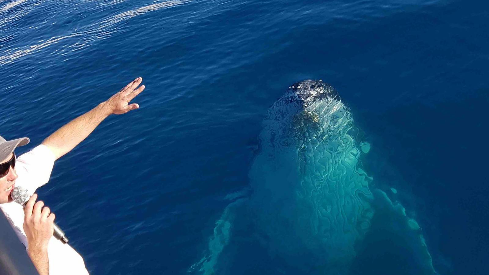 whale close to whale watch boat