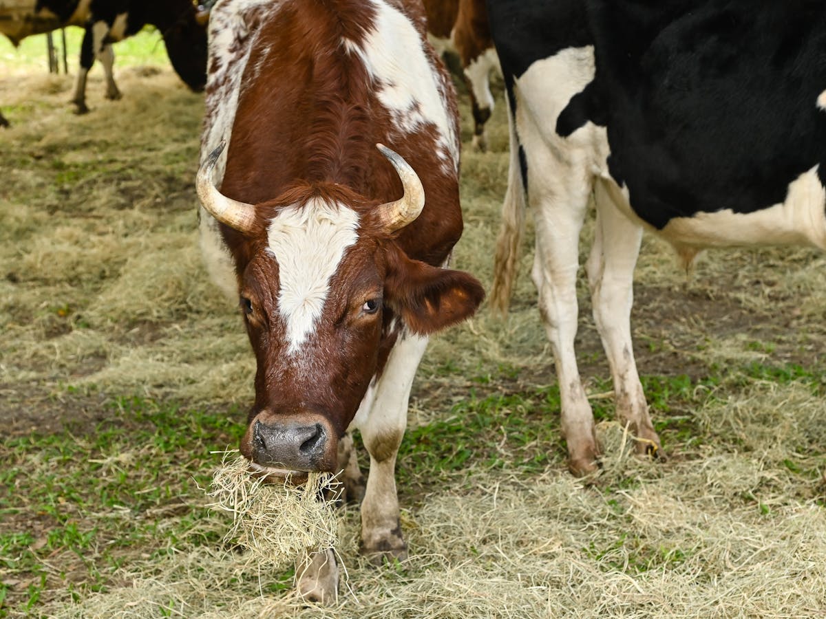 Bullocks