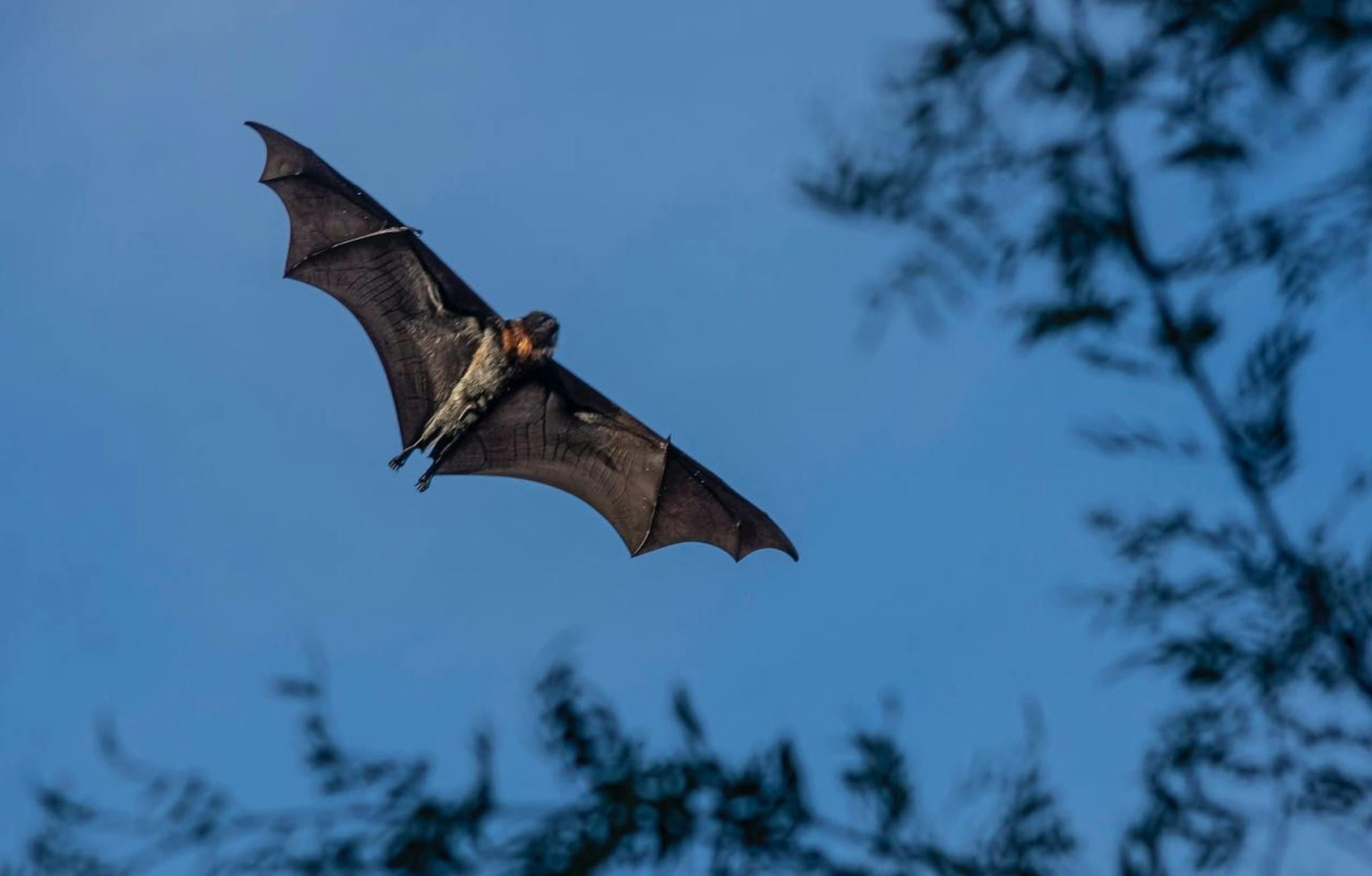 Grey-headed flying fox colony