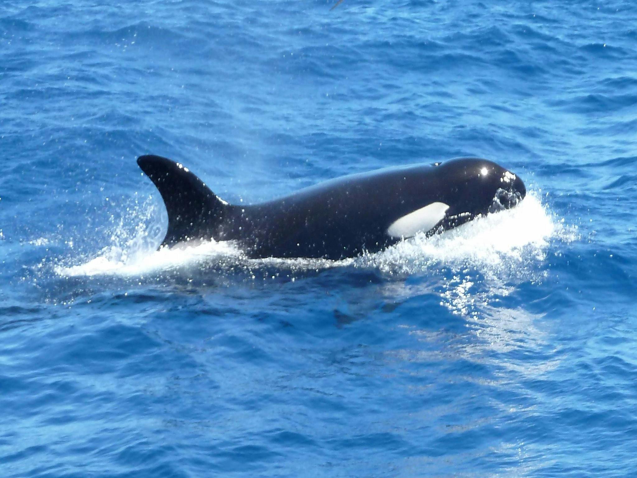 Busy Blue Bus Tours and Charters, Albany, Western Australia