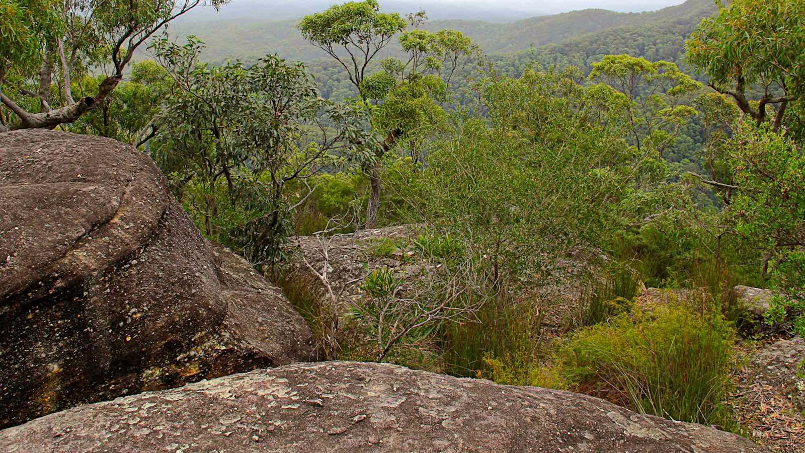 Pigeon House Mountain Didthul Walking Track