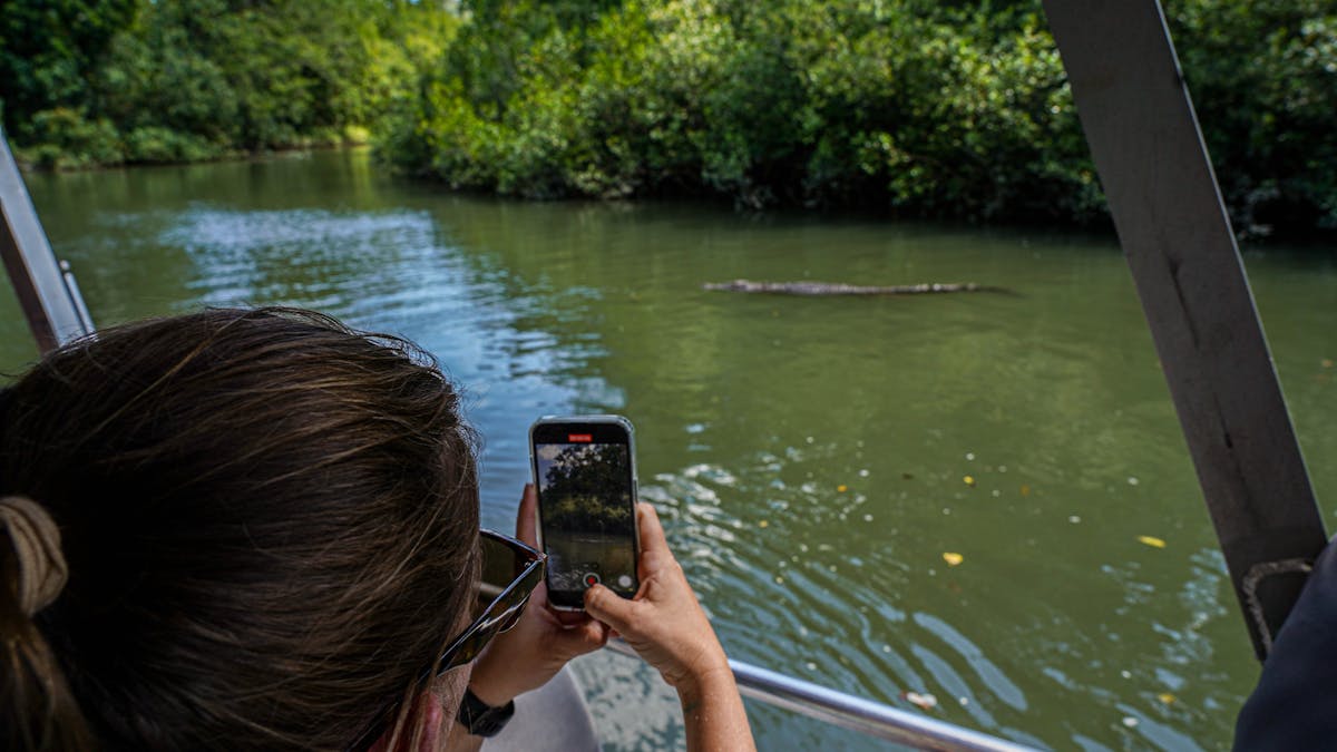 Tour guests takes photo of crocodile on Daintree River Cruise with Daintree Discovery Tours