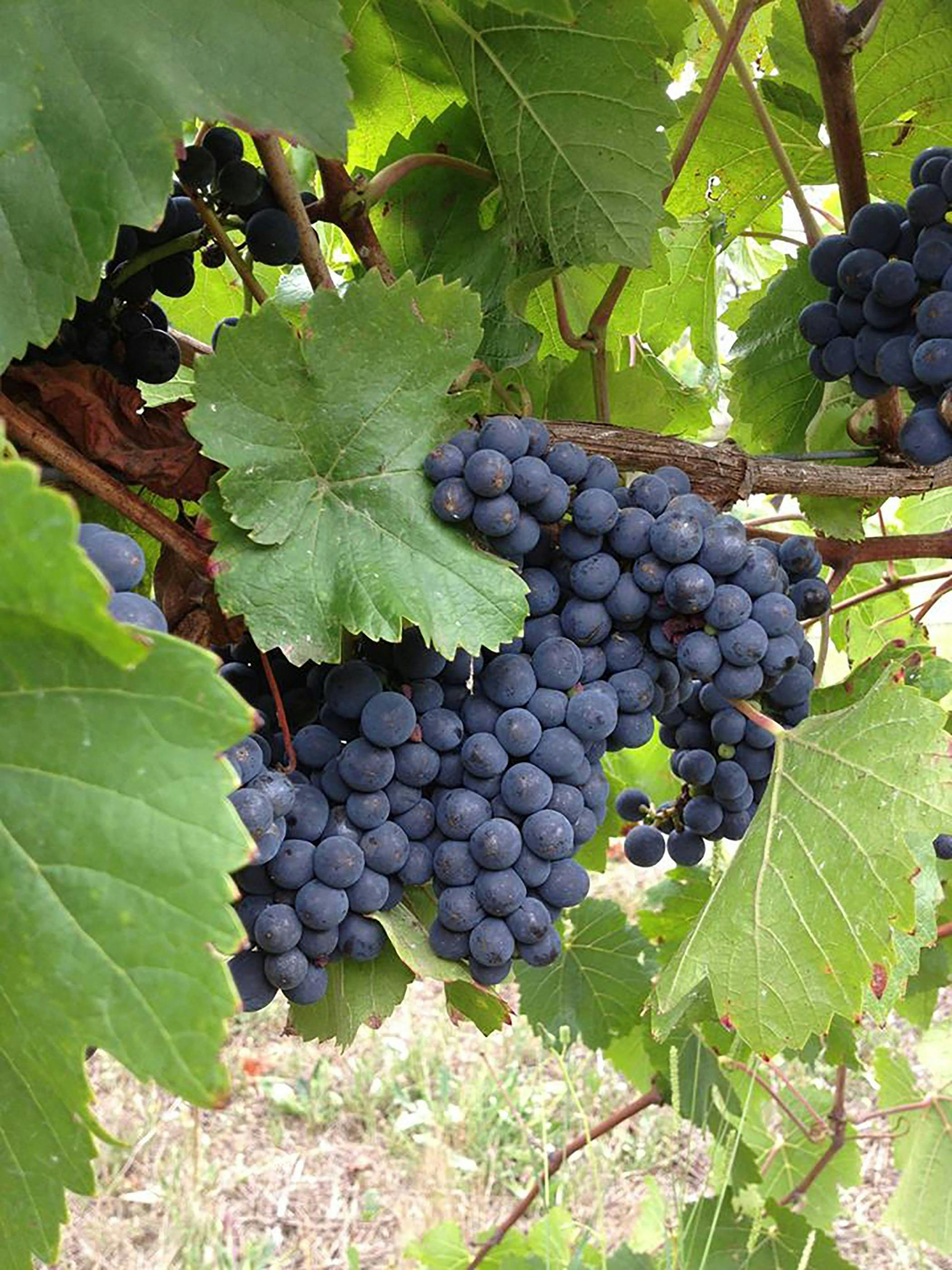 Marcus Hill Vineyard