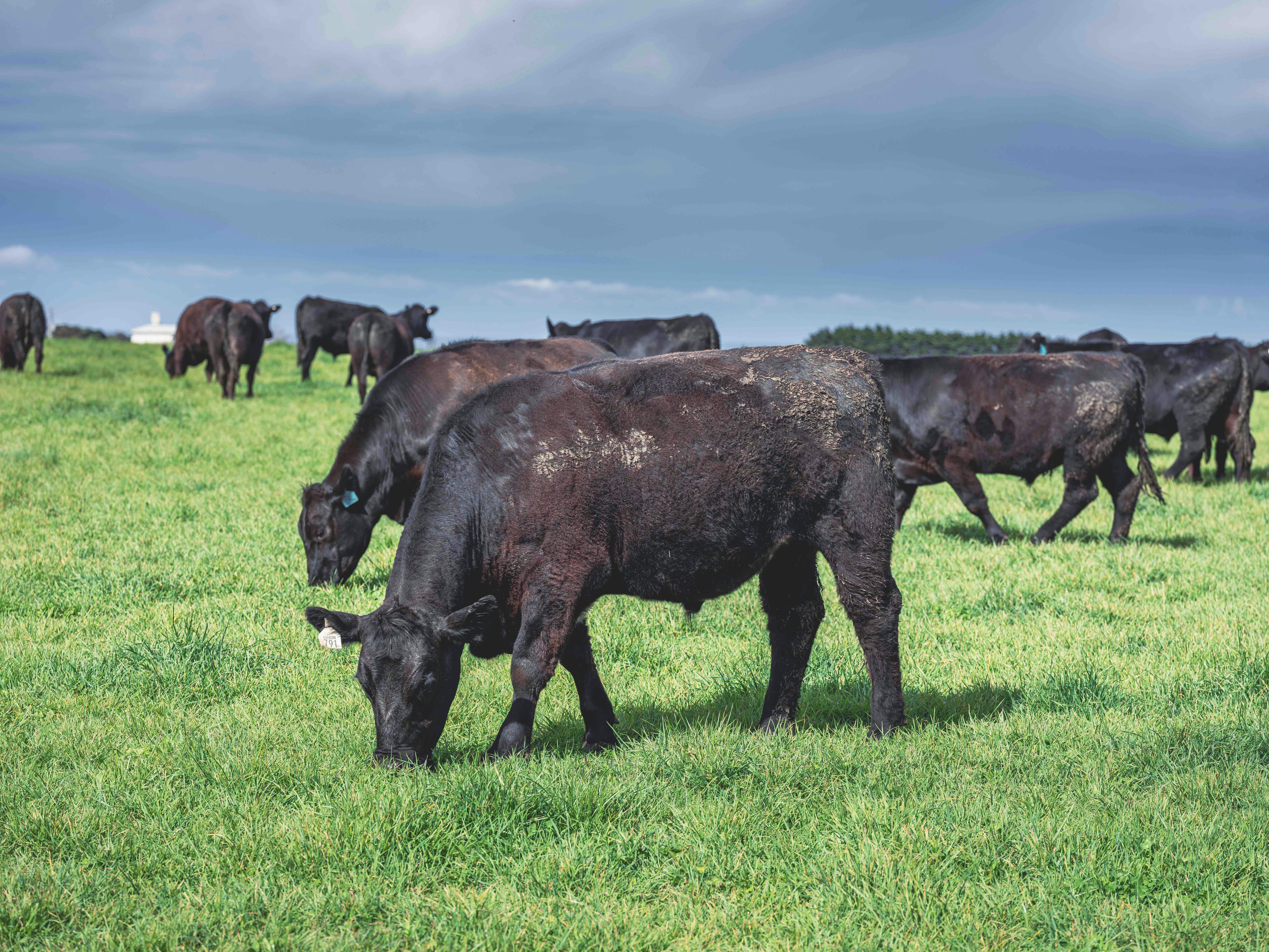 Provenance Cooking School by Cape Grim Beef