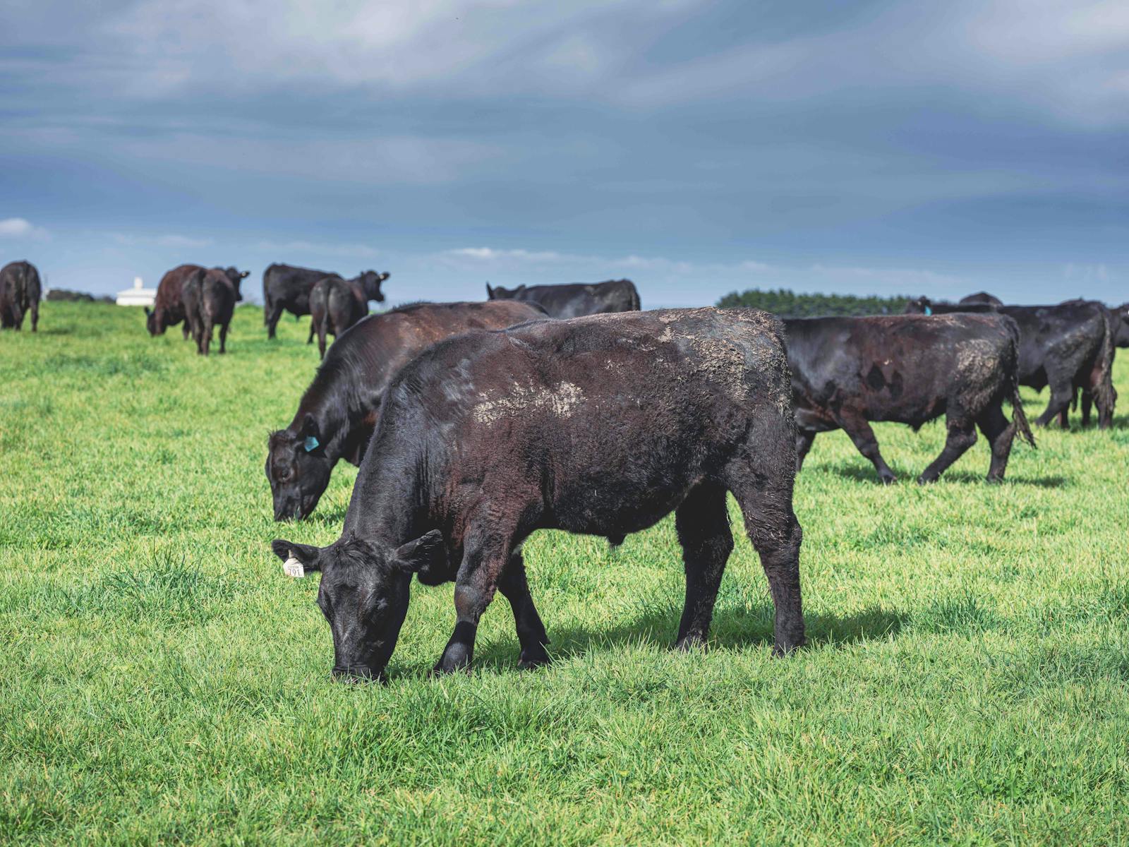 Cape Grim Beef cattle grazing on rich pastures
