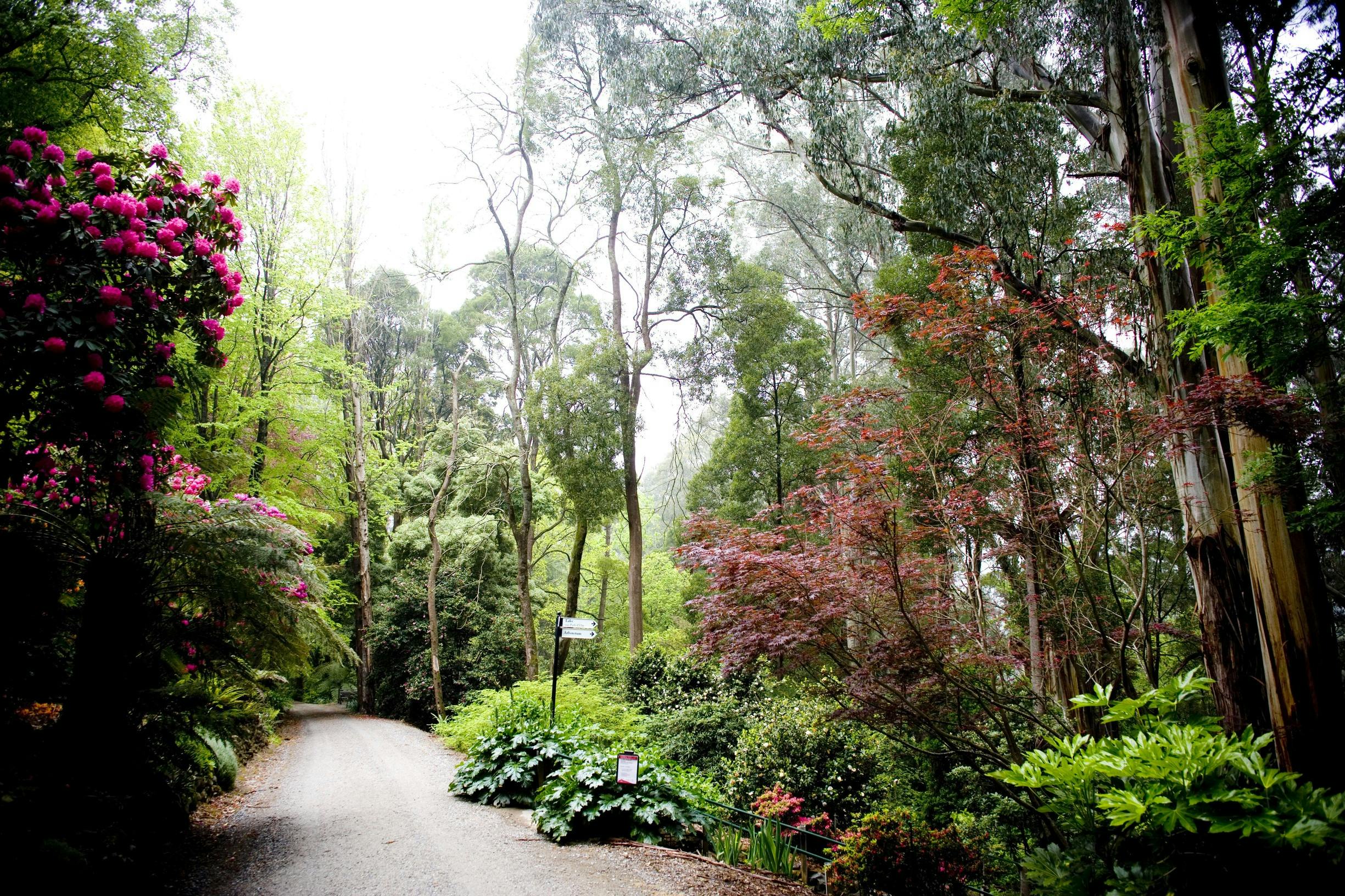 Gardens of the Dandenong Ranges Day Tour