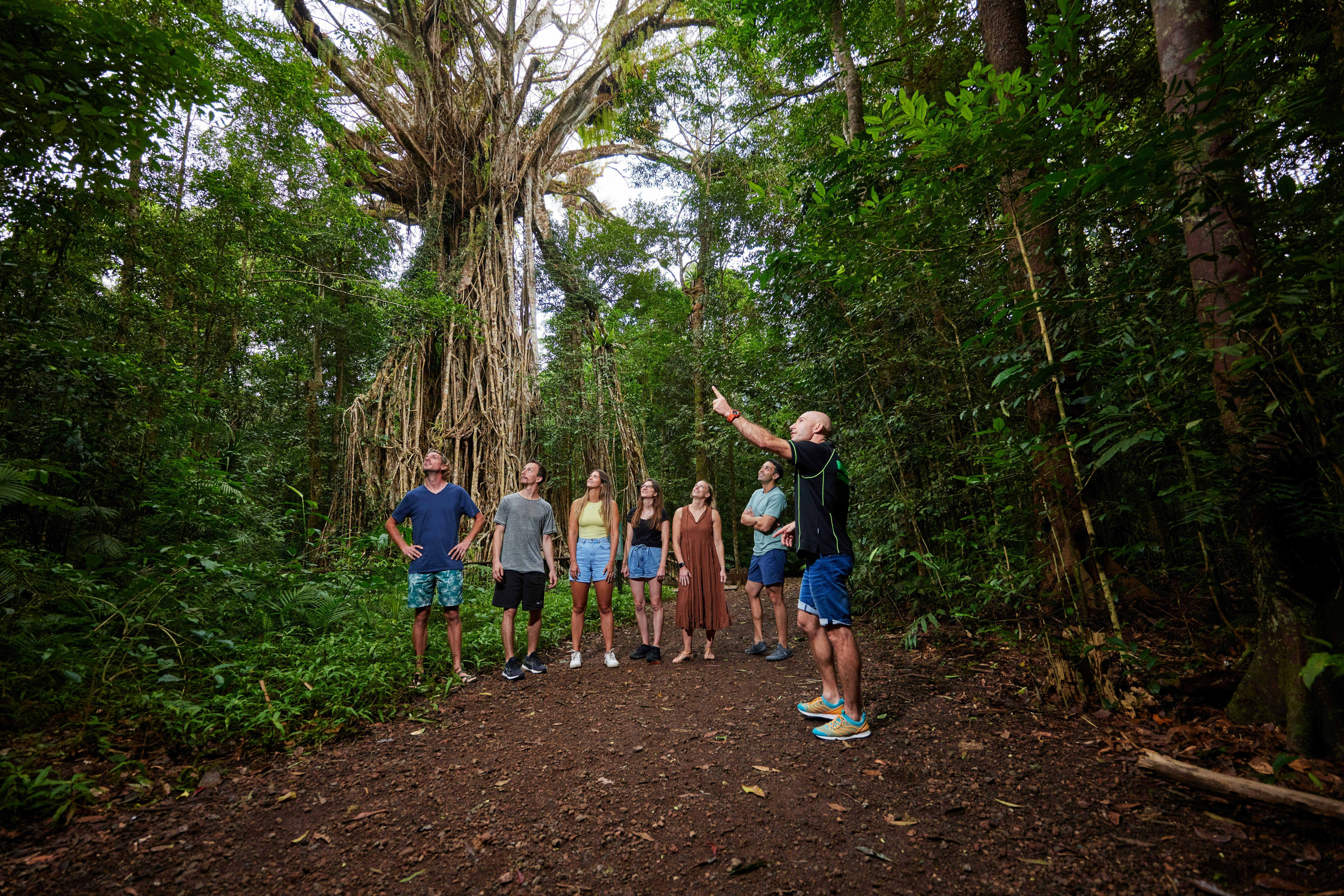 Cathedral Fig Tree, Atherton Tablelands with Barefoot Tours