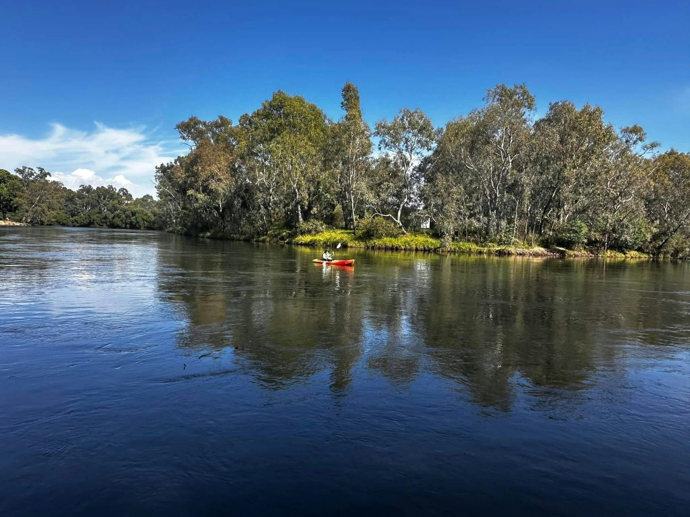 Murray River and red gums on a blue-sky day