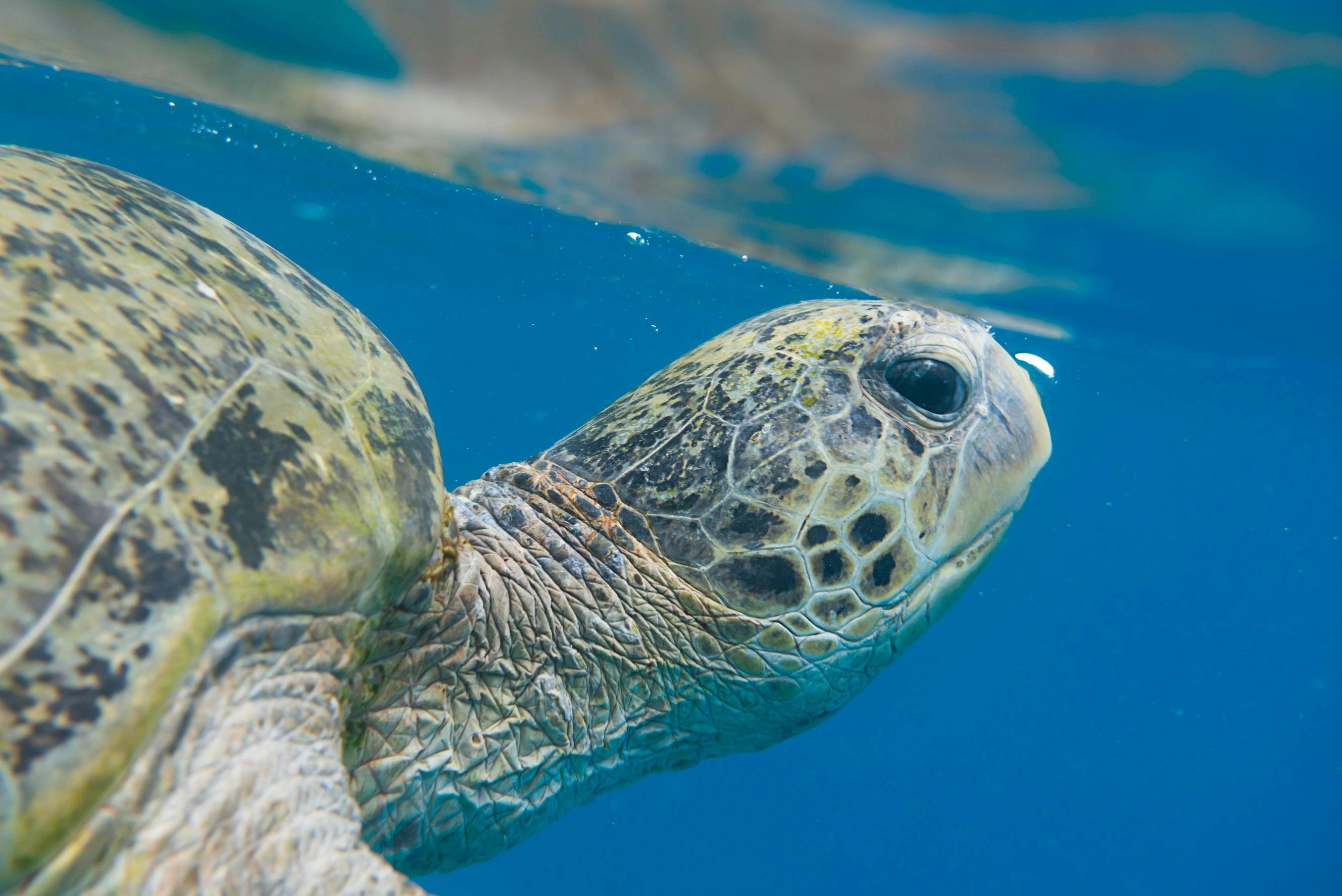 A close up photo of a turtle swimming under water