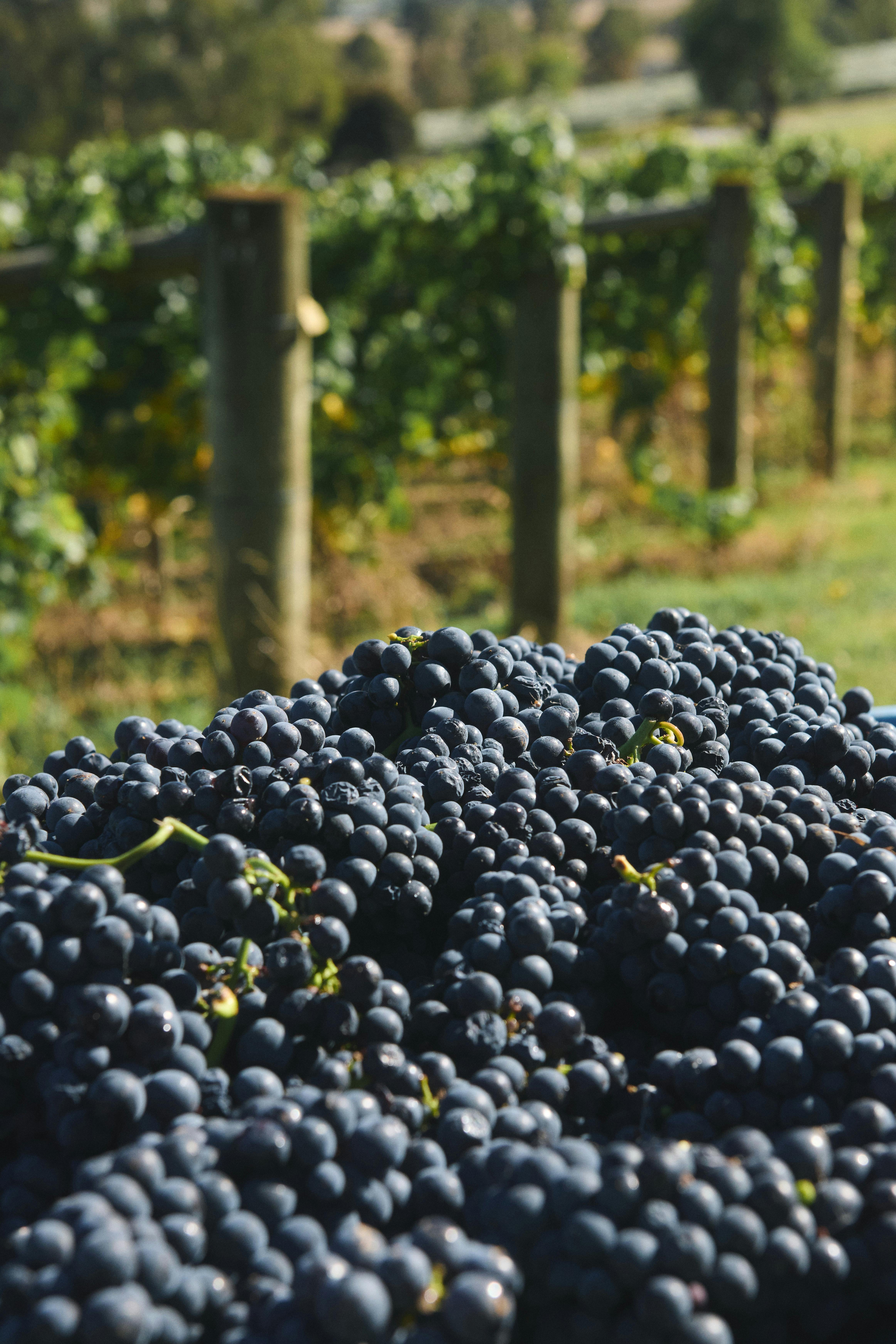 3 different ways to enjoy Pinot Noir at TarraWarra