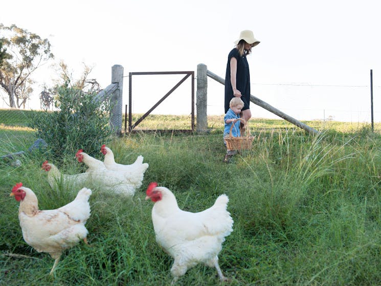 Rosby Guesthouse Veggie Garden & Chook Yard. Luxury Accommodation. Mudgee. Family. Fresh Eggs.