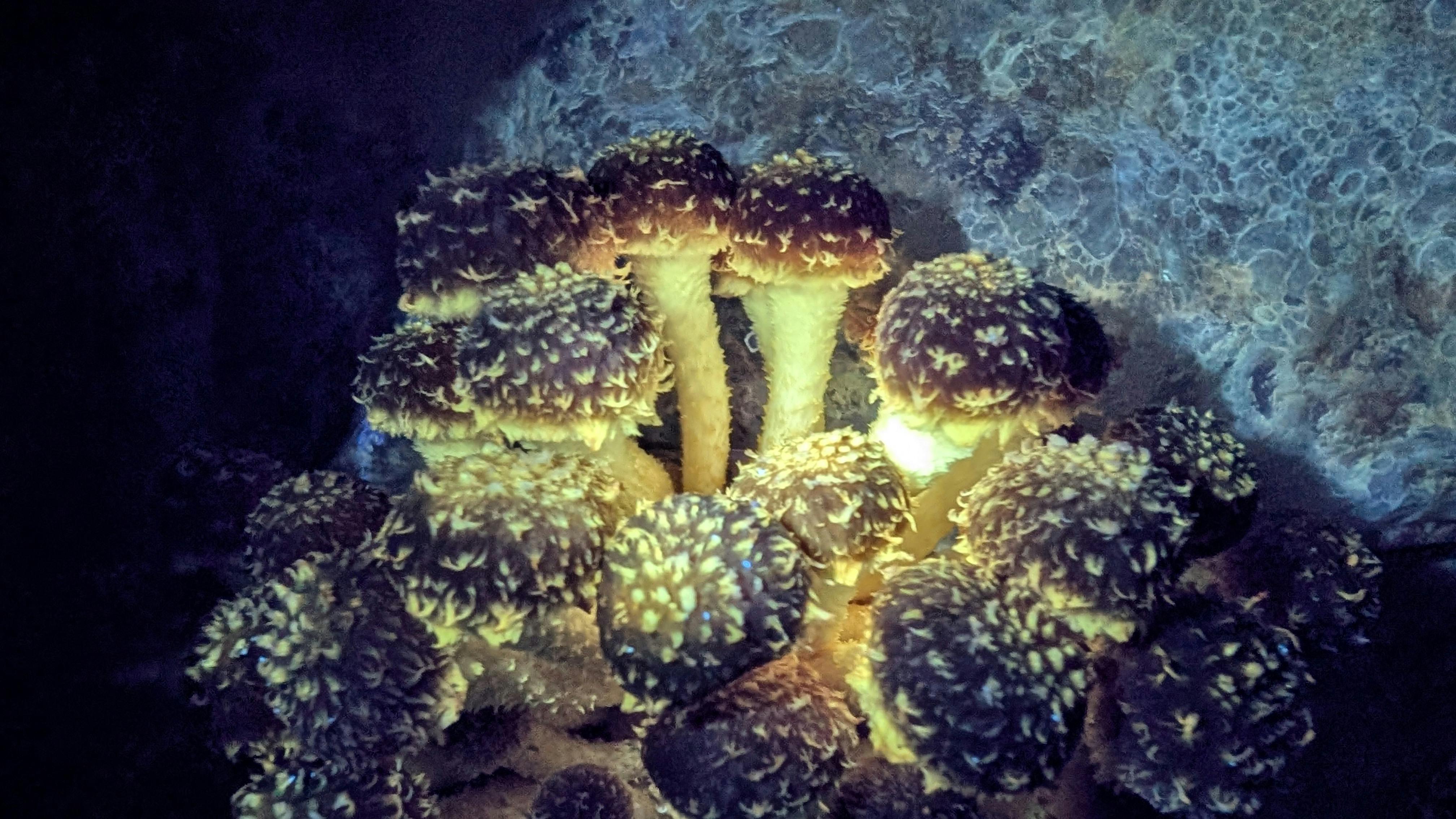 Fungi glowing gold