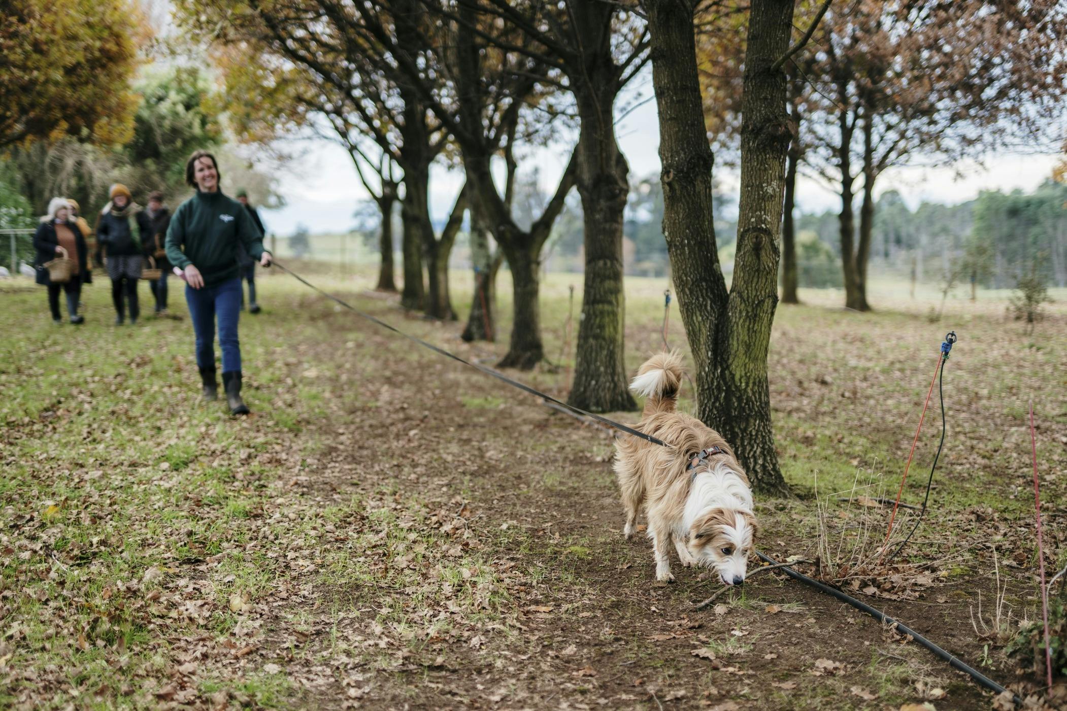 A group of people following a dog in search of truffles under oak trees