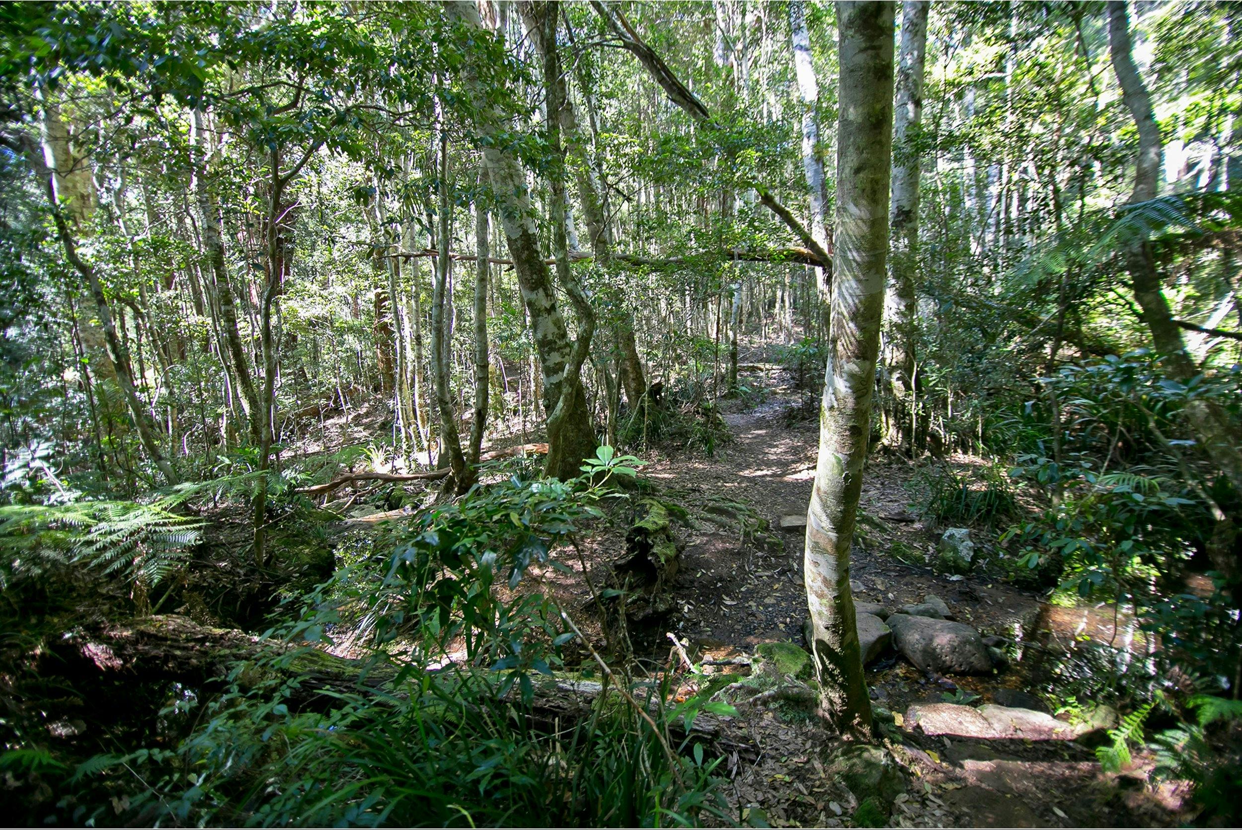 Daves Creek circuit, Lamington National Park