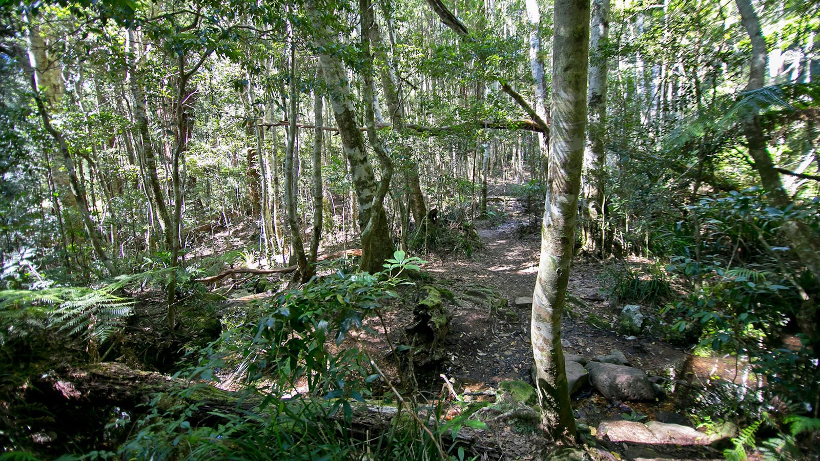 Daves Creek circuit, Lamington National Park