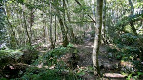 Walking track through sun-dappled forest.