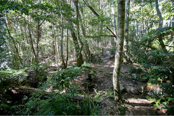 Daves Creek circuit, Lamington National Park
