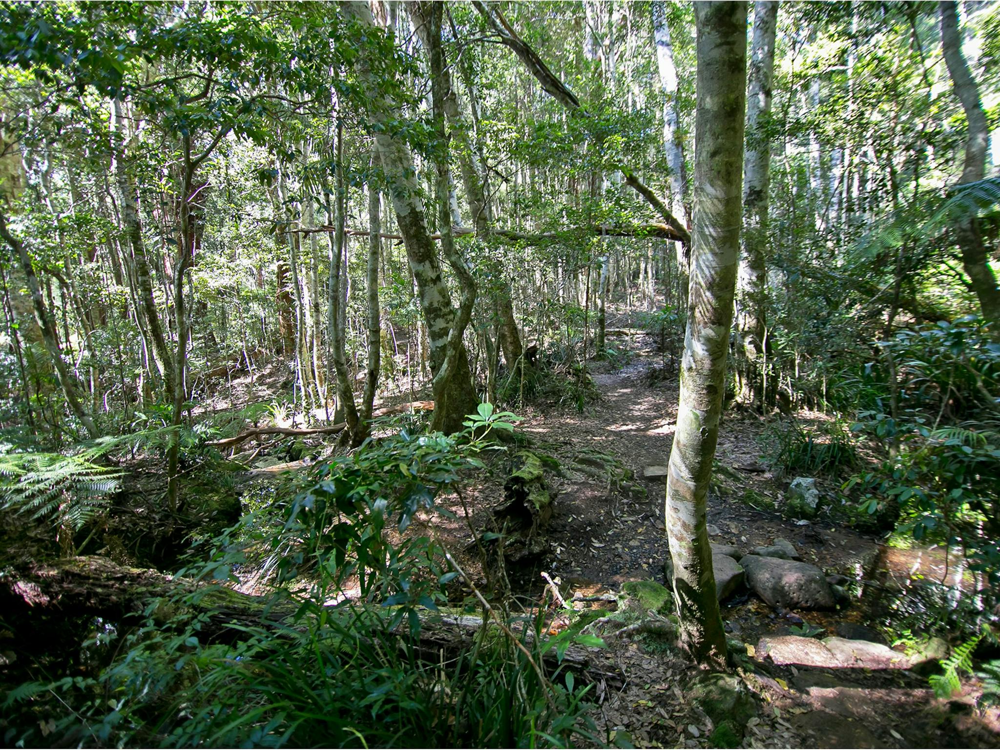 Walking track through sun-dappled forest. Walking track through sun-dappled forest.