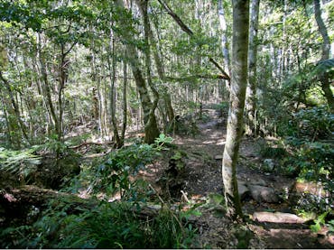 Walking track through sun-dappled forest.