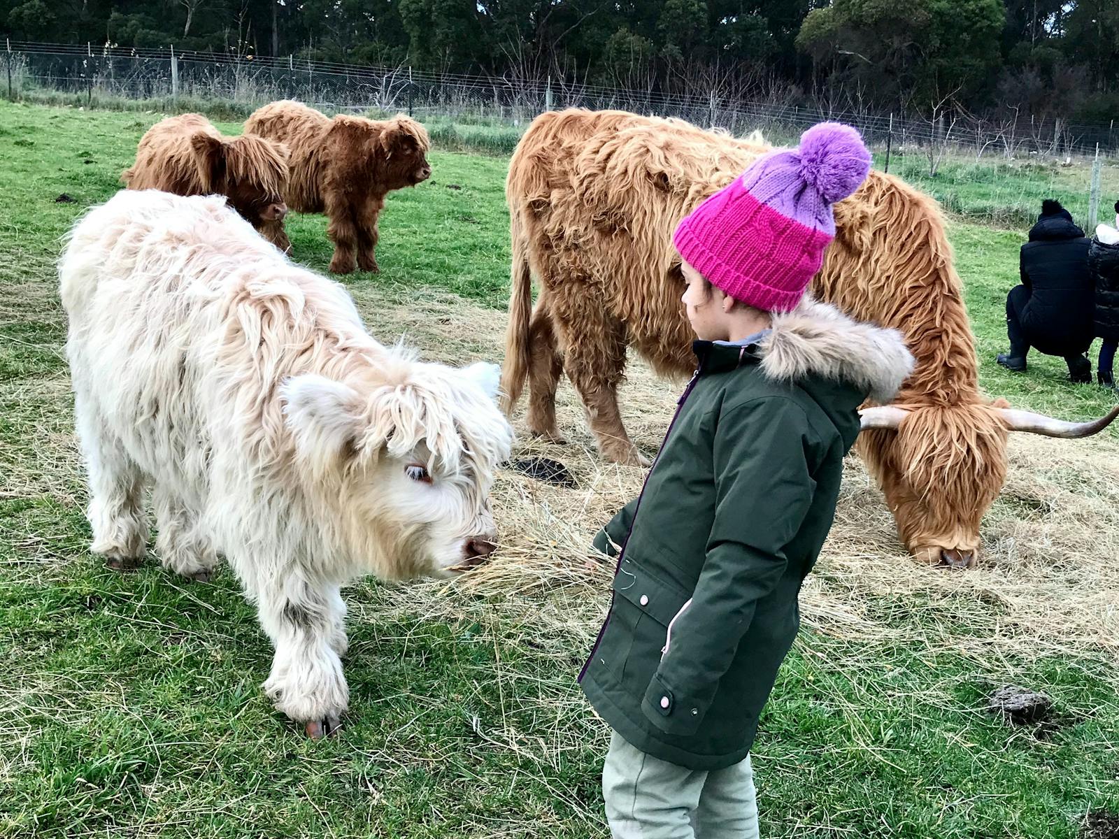 Kids and calves