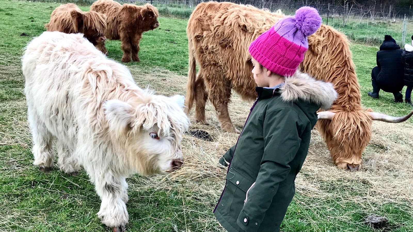 Kids love feedings the calves