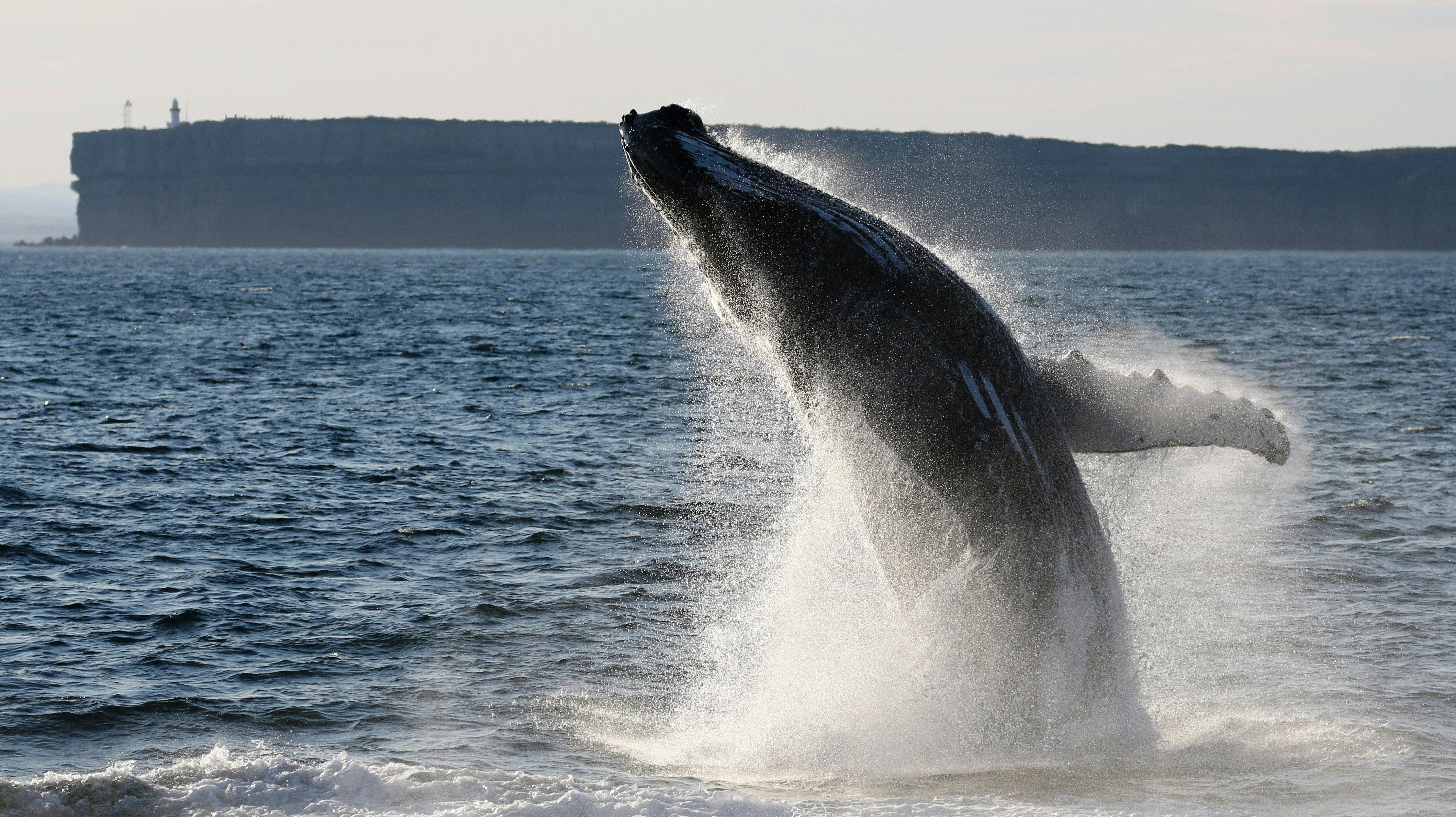 Humpack Whale