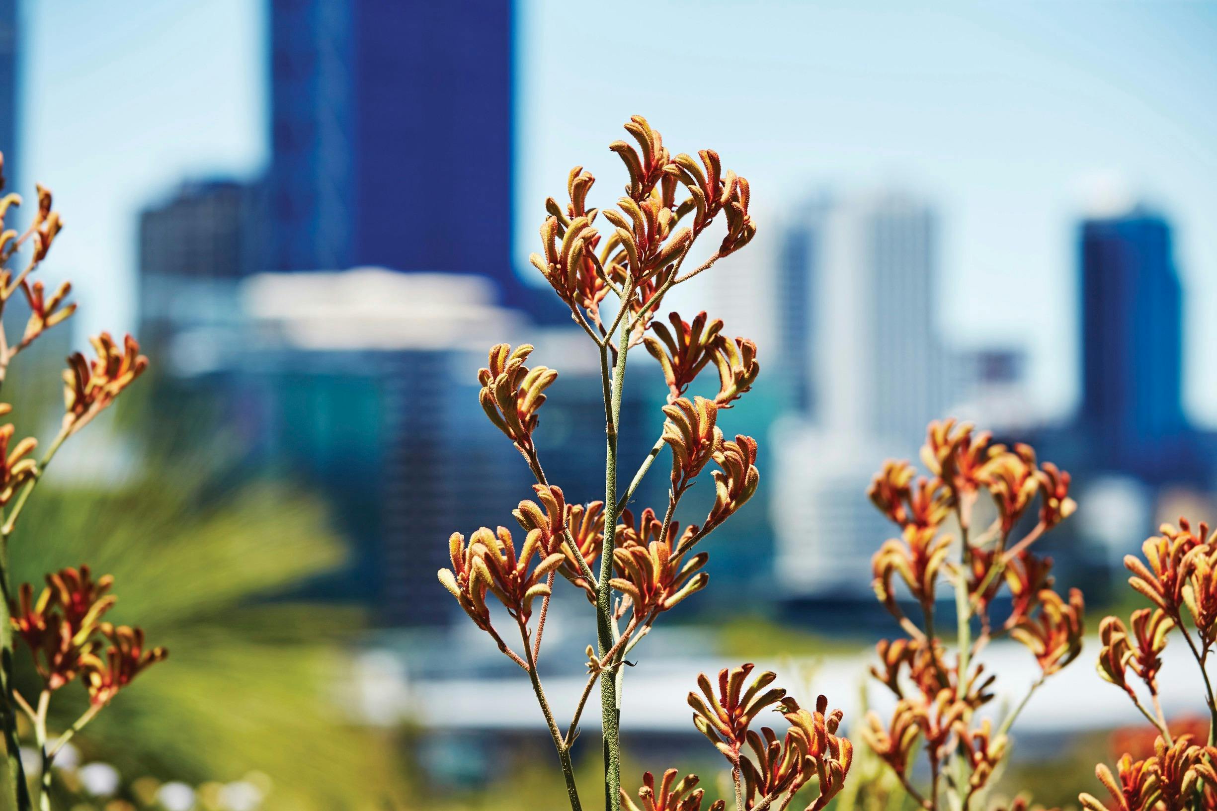 Kings Park and Botanical Garden, Western Australia