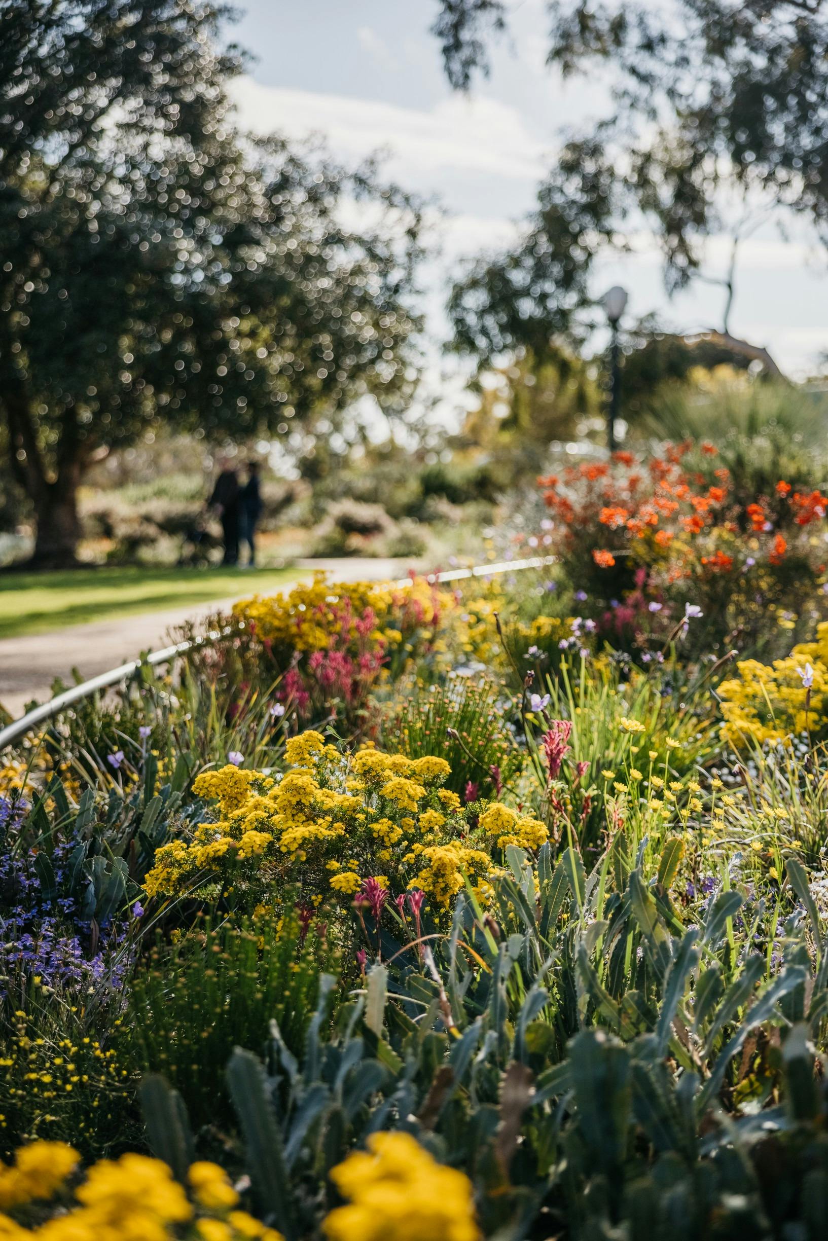 Kings Park wildflowers