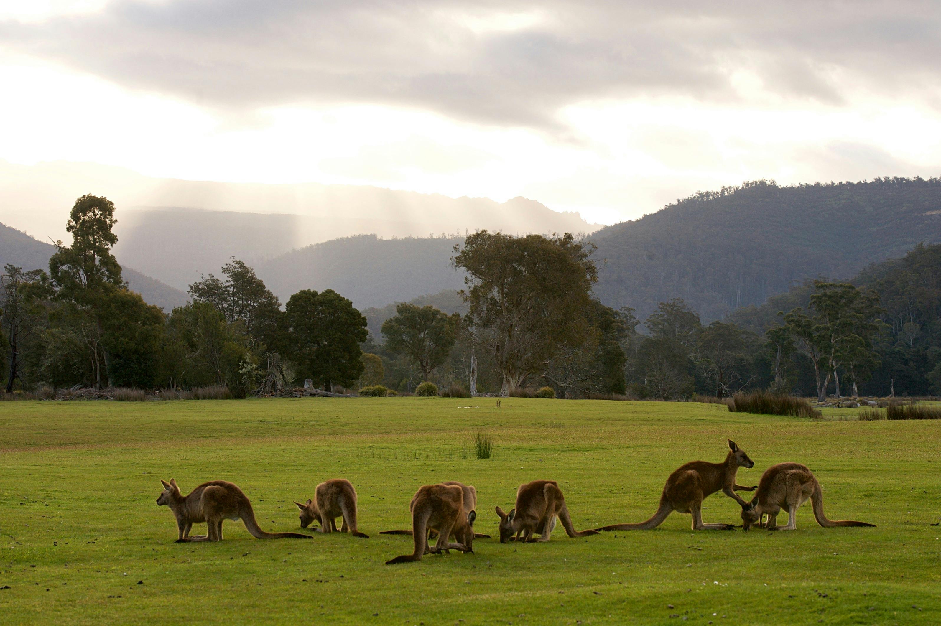 Forester Kangaroos in the afternoon light