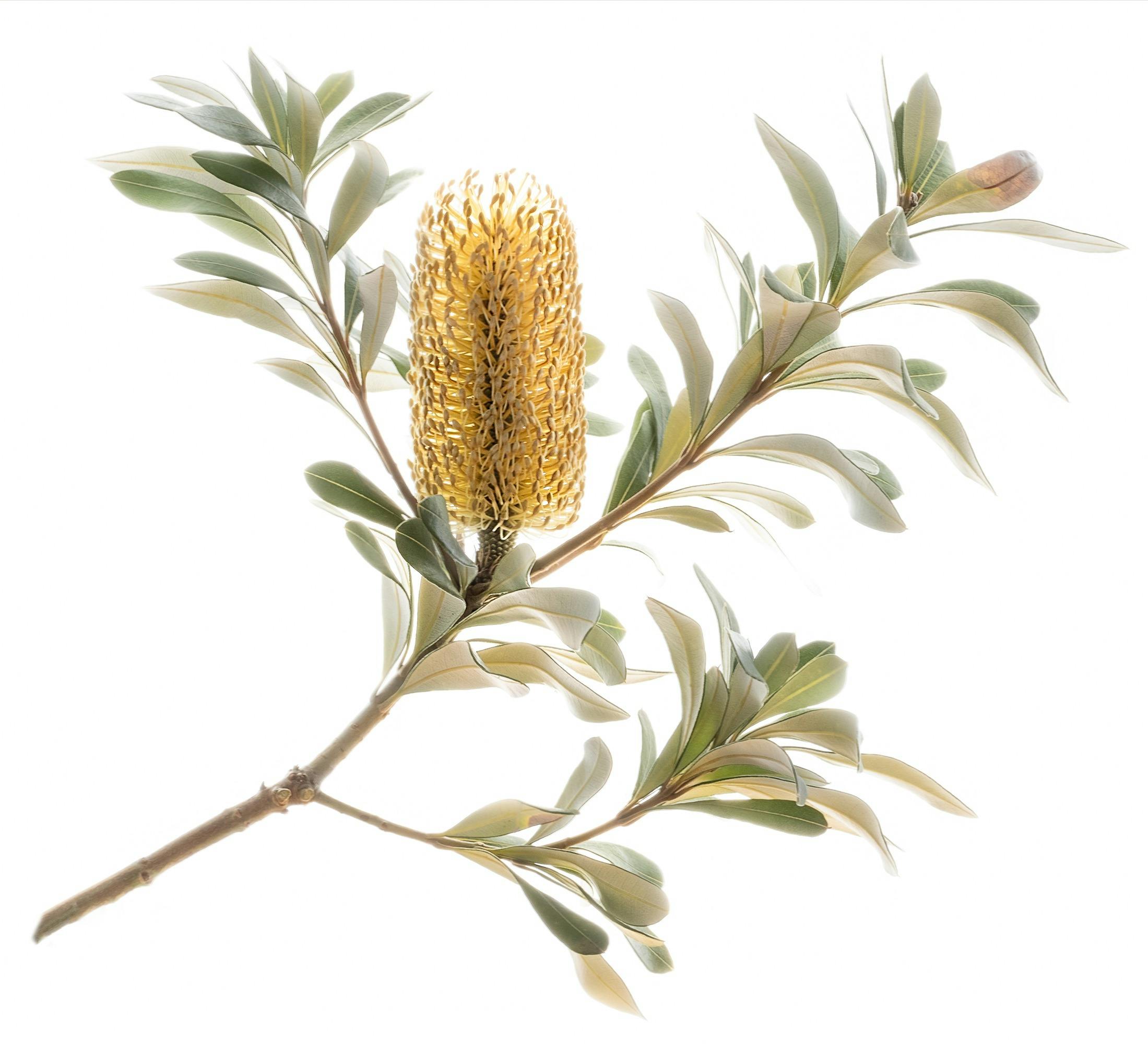 Banksia by Kirsten Morton