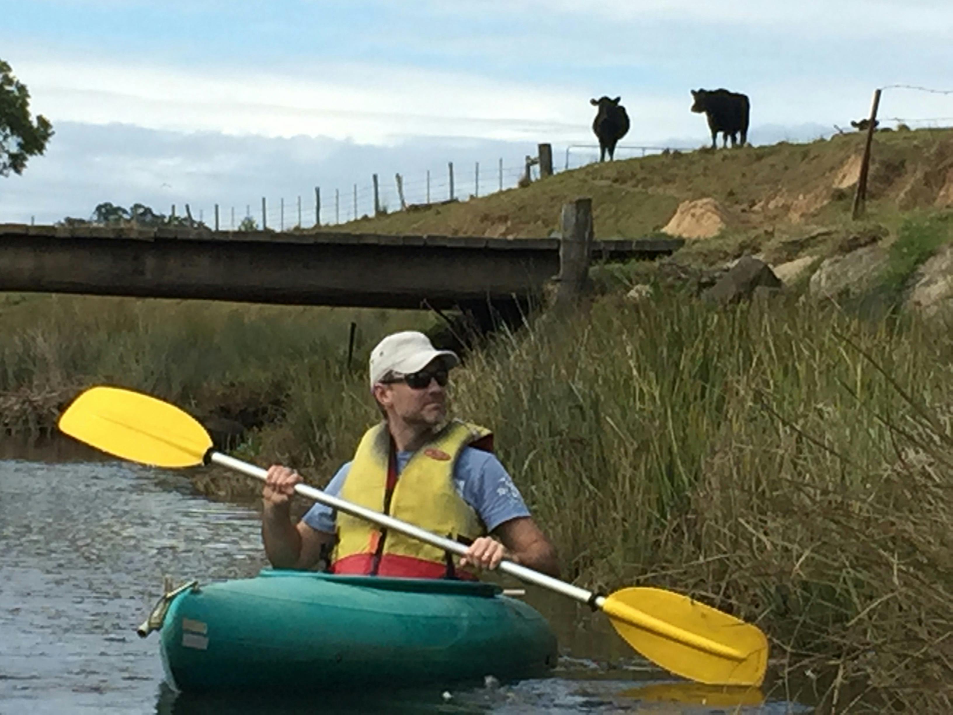 Man paddling under the bridge being watched by the cows with Bellingen Canoe Adventures