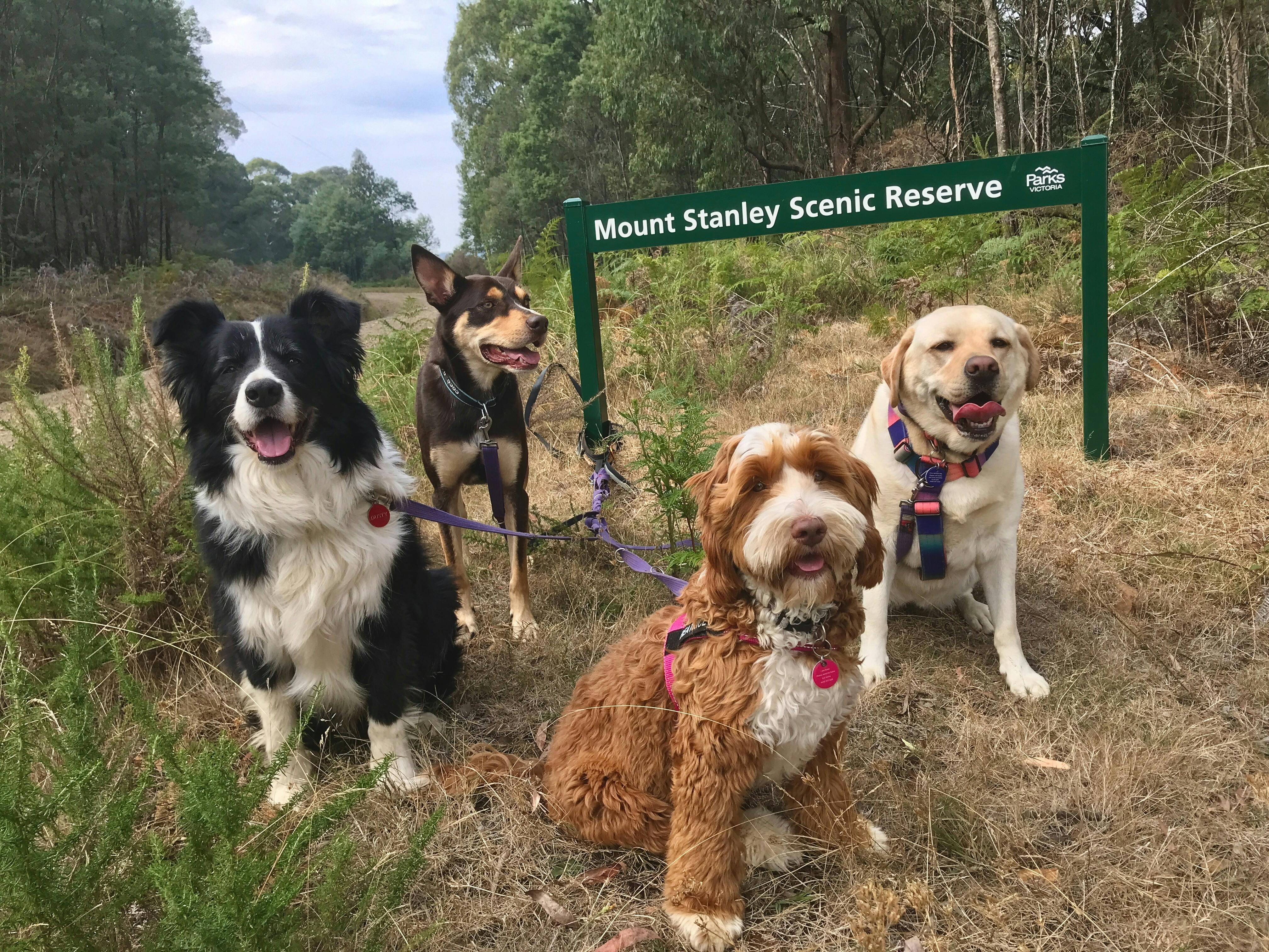 4 dogs standing by the Mount STanley Scenic Reserve sign