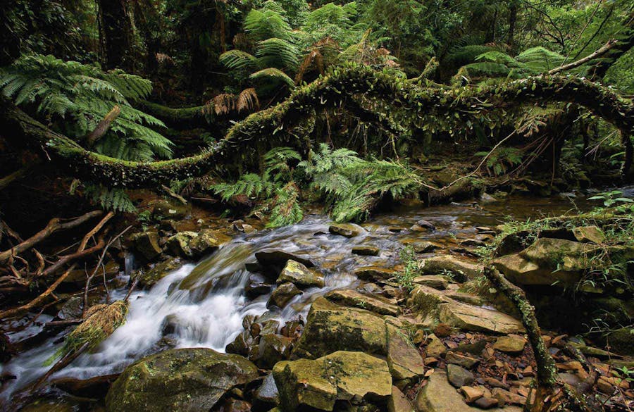 Minnamurra river, Budderoo National Park. Photo: Michael van Ewijk