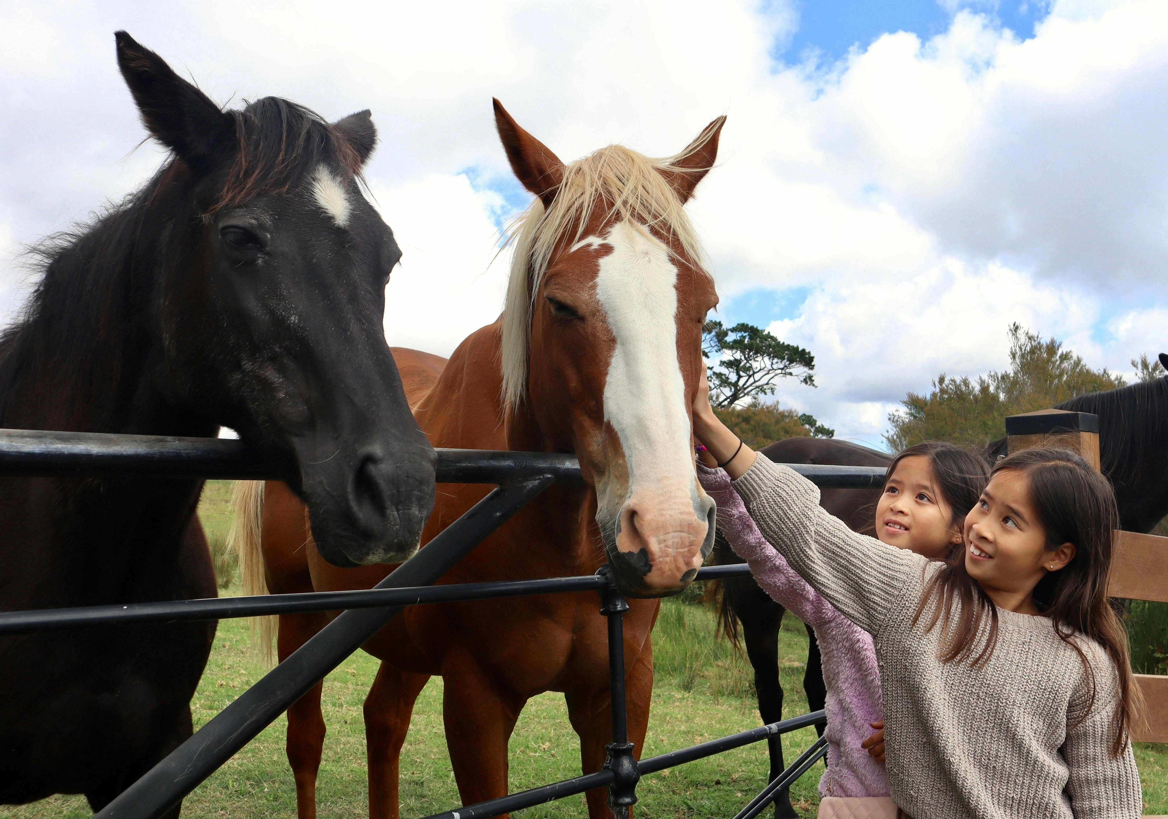 Animal Encounter with horses