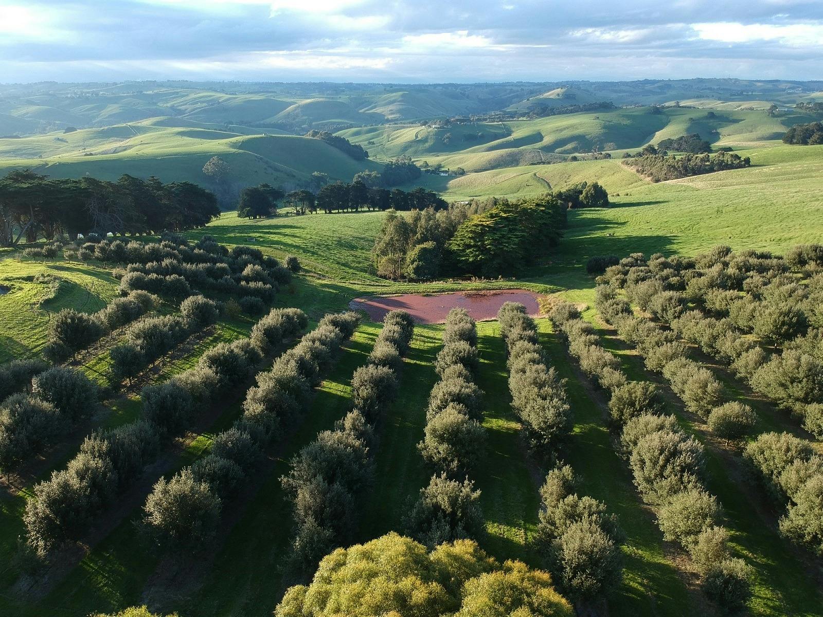 The Truffle House is set in the beautiful rolling Gippsland hills, 90 minutes from Melbourne CBD