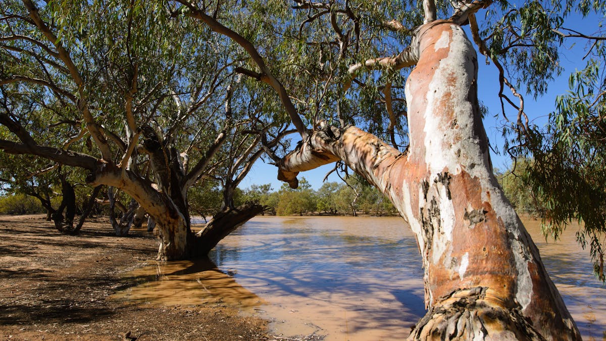 Caiwarro Waterhole